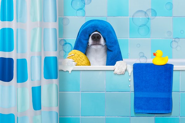 Now Booking for August! - The groomer that comes when you call! Now Booking for August! - The groomer that comes when you call!