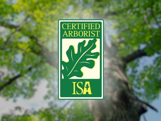 Dario Tree Trimming: Certifed Arborists - At Dario Tree Trimming, our team of Certified Arborists brings expertise and dedication to every tree project. We are fully licensed and insured, giving you peace of mind knowing that your property is in safe hands. Our Certified Arborists apply best practices and industry standards to keep your trees thriving. With a deep passion for arboriculture, our experts are here to provide you with the highest level of care and attention for your projects. Dario Tree Trimming: Certifed Arborists - At Dario Tree Trimming, our team of Certified Arborists brings expertise and dedication to every tree project. We are fully licensed and insured, giving you peace of mind knowing that your property is in safe hands. Our Certified Arborists apply best practices and industry standards to keep your trees thriving. With a deep passion for arboriculture, our experts are here to provide you with the highest level of care and attention for your projects.
