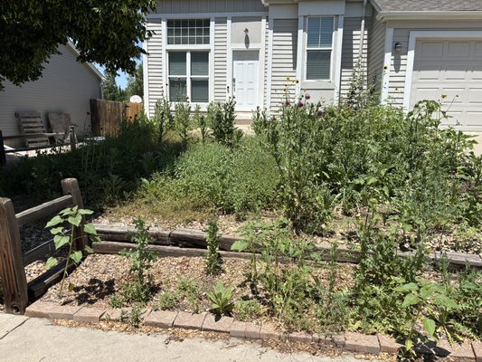 Tall overgrown weeds - This customer called us over with weeds that made it unclear where his grass was. With determination and hard work, we were able to get them out of sight without trouble! Tall overgrown weeds - This customer called us over with weeds that made it unclear where his grass was. With determination and hard work, we were able to get them out of sight without trouble!