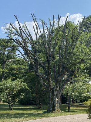 Tree service - This tree was trimmed to get it under control and allow the trees around it to have more room to grow. We specialize in trimming, shaping, cutting, removing, pruning and stump grinding. We have over 109 years of combined experience in tree work. If you are nervous or wondering if your trees are healthy, give us a call for a free estimate. Keep your family and your property safe by taking a few minutes out of your busy schedule and asking our professionals to take a look. Tree service - This tree was trimmed to get it under control and allow the trees around it to have more room to grow. We specialize in trimming, shaping, cutting, removing, pruning and stump grinding. We have over 109 years of combined experience in tree work. If you are nervous or wondering if your trees are healthy, give us a call for a free estimate. Keep your family and your property safe by taking a few minutes out of your busy schedule and asking our professionals to take a look.