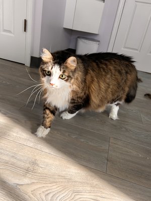 Cat Grooming Services - Free Consultations Cat Grooming Services - Free Consultations
