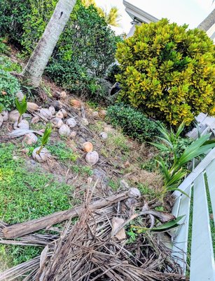 Backyard Clean-up.. - From overgrown and overwhelming to clean and usable—this was a big job, with three full days of cleanup that completely changed the look and feel of this backyard.
