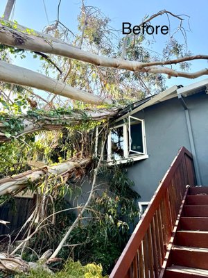 Emergency Tree Removal - Big eucalyptus tree fell down on top of the house, causing big damages to the roof and windows. So, we remove it completely to the base.
