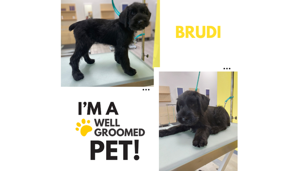 Well Groomed Pet Pics - This lil Giant Schnauzer puppy is as sweet as they come 💕 We loved helping Brudi with his socialization to help ensure success in his future grooming journey 🛁 Well Groomed Pet Pics - This lil Giant Schnauzer puppy is as sweet as they come 💕 We loved helping Brudi with his socialization to help ensure success in his future grooming journey 🛁