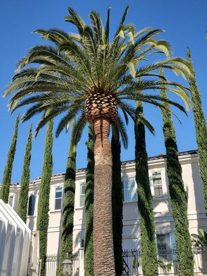 Canary Palm , Mexican Palm, and Queen Palms trimmed up - The pictures provided show the quality work we do with all of our palms Canary Palm , Mexican Palm, and Queen Palms trimmed up - The pictures provided show the quality work we do with all of our palms
