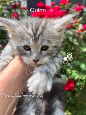 Quinn Maine Coon $3,000 - About Quinn- Available $3,000.00
- Female - Mother Angel born March 19th
- Black Silver
All kittens require a $500.00 deposit. The preferred payment options are Zelle and Cash App.
Delivery Options:
Contact me for delivery references.
All kittens will receive the following:
Deworm with Safeguard at 8 weeks of age
Vaccinated with Few-O-Vax PCT + CaliciVax at 8 and 12 weeks ( A quality vaccine that protects against feline rhinotracheitis, feline panleukopenia virus, and feline calicivirus). Protects cats against the most threatening viral infections—calicivirus, herpes virus, and the deadly feline parvovirus, panleukopenia.
A wellness check with a licensed veterinarian.
Microchipped
We use Revolution Topical for flea, heartworm, hookworms, roundworms, and ear mites Protection and prevention with all of our cats. Kittens receive Revolution at 8 & 12 weeks of age and will be protected for a full month. Please follow up with your vet to keep a supply for your new baby. Florida Maine COon
Registration:
YOU WILL RECEIVE A TICA REGISTRATION SLIP ONCE YOU SHOW PROOF OF SPAY OR NEUTER.
Kittens are ready to leave at 12 weeks.
Kittens are raised underfoot and made a part of our everyday lives to ensure a smoother transition into your home. They are never caged nor are their parents.
All kittens will come with a carrier, toy bag, small bag of current food and all medical records and registration paperwork. Quinn Maine Coon $3,000 - About Quinn- Available $3,000.00
- Female - Mother Angel born March 19th
- Black Silver
All kittens require a $500.00 deposit. The preferred payment options are Zelle and Cash App.
Delivery Options:
Contact me for delivery references.
All kittens will receive the following:
Deworm with Safeguard at 8 weeks of age
Vaccinated with Few-O-Vax PCT + CaliciVax at 8 and 12 weeks ( A quality vaccine that protects against feline rhinotracheitis, feline panleukopenia virus, and feline calicivirus). Protects cats against the most threatening viral infections—calicivirus, herpes virus, and the deadly feline parvovirus, panleukopenia.
A wellness check with a licensed veterinarian.
Microchipped
We use Revolution Topical for flea, heartworm, hookworms, roundworms, and ear mites Protection and prevention with all of our cats. Kittens receive Revolution at 8 & 12 weeks of age and will be protected for a full month. Please follow up with your vet to keep a supply for your new baby. Florida Maine COon
Registration:
YOU WILL RECEIVE A TICA REGISTRATION SLIP ONCE YOU SHOW PROOF OF SPAY OR NEUTER.
Kittens are ready to leave at 12 weeks.
Kittens are raised underfoot and made a part of our everyday lives to ensure a smoother transition into your home. They are never caged nor are their parents.
All kittens will come with a carrier, toy bag, small bag of current food and all medical records and registration paperwork.