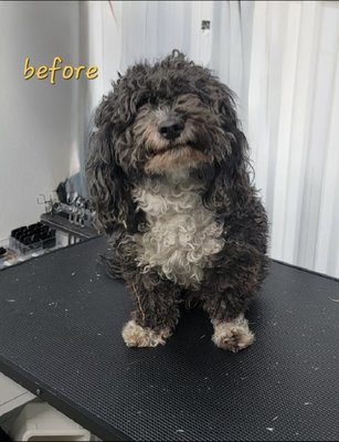 Before and after pictures from some of our works - We are mobile groomers that provide service at your doorstep at you desired time for your convenience. We are also proud to be a part of rescue program and helping our furry friends to find their loving home. You will receive 10% off by booking your first appointment. Before and after pictures from some of our works - We are mobile groomers that provide service at your doorstep at you desired time for your convenience. We are also proud to be a part of rescue program and helping our furry friends to find their loving home. You will receive 10% off by booking your first appointment.