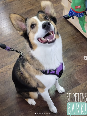 Dog Training  Dog Training - Dog Training 
Dog Training