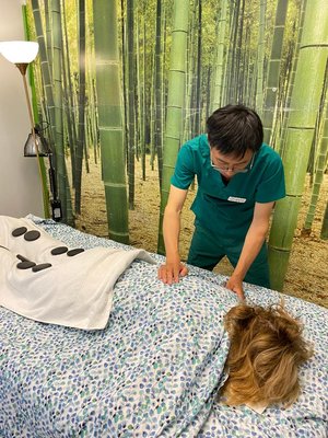 Acupressure Therapy for pain management - Chronic Pain Management :
we use Tomii Meridian Energy chi analysis to find the blockages & imbalance within a few minutes , These blockages & imbalance are underlying cause of chronic pain, then we use the combination of acupressure & cupping help clients relieve chronic pain naturally. Acupressure Therapy for pain management - Chronic Pain Management :
we use Tomii Meridian Energy chi analysis to find the blockages & imbalance within a few minutes , These blockages & imbalance are underlying cause of chronic pain, then we use the combination of acupressure & cupping help clients relieve chronic pain naturally.