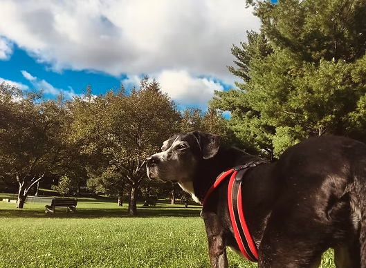 End of Life Care - Making the decision to say goodbye to a beloved pet is one of the most difficult moments a family can face. We understand the deep bond you share and are here to provide gentle, compassionate end-of-life care in the comfort of your home, where your pet feels safe and at peace.