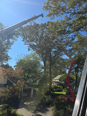 Hollow Oak removal in Severna Park Maryland - This large hollow Oak tree was removed safely using our crane and spider lift. It was located very near to 2 homes in a residential neighborhood in Severna Park MD. Both homeowners were concerned when the tree began to show decline in the last season. we were able to remove the tree before it caused further damage to either home. Hollow Oak removal in Severna Park Maryland - This large hollow Oak tree was removed safely using our crane and spider lift. It was located very near to 2 homes in a residential neighborhood in Severna Park MD. Both homeowners were concerned when the tree began to show decline in the last season. we were able to remove the tree before it caused further damage to either home.