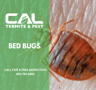 Bed Bugs - Bed bugs are insects from the genus Cimex that feed on human blood, usually at night. Their bites can result in a number of health impacts including skin rashes, psychological effects, and allergic symptoms. Bed bug bites may lead to skin changes ranging from small areas of redness to prominent blisters.