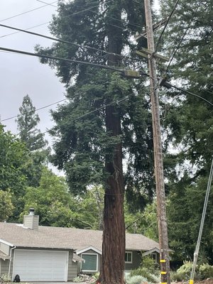Recent redwood removal - Easy redwood removal Recent redwood removal - Easy redwood removal