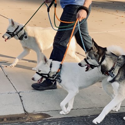 Dog Walking Regularly or As Needed - We happily offer dog walking services within 10 miles of 85308. Will travel farther for an extra fee. Walk visits can be scheduled as needed or can be done weekly. Each visit includes a potty break, water refill. And a walk. For extra high energy pups we can also run them next to a bike and if they are not ready for that we can train them too. Dog Walking Regularly or As Needed - We happily offer dog walking services within 10 miles of 85308. Will travel farther for an extra fee. Walk visits can be scheduled as needed or can be done weekly. Each visit includes a potty break, water refill. And a walk. For extra high energy pups we can also run them next to a bike and if they are not ready for that we can train them too.