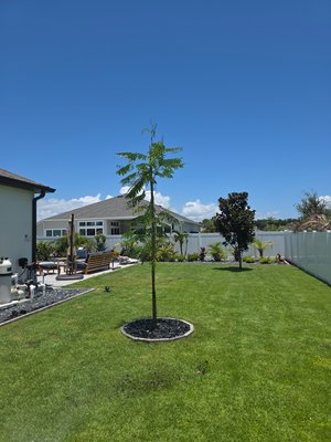 tree installation - we replaced 2 dead trees with quality  royal poiciannas