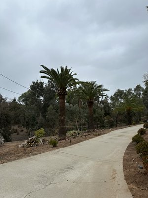 Tree services - Tree service and stump removal Tree services - Tree service and stump removal