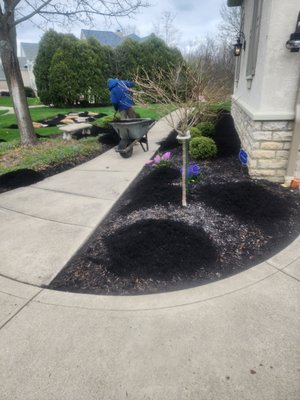 Front Landscape muclhing - The crew and I took care of a small front yard mulch job today. Front Landscape muclhing - The crew and I took care of a small front yard mulch job today.