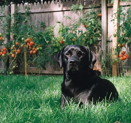 Annual Exams & Vaccines - Your pet’s annual veterinary visit is more than just a check-up—it’s a vital part of their long-term health and well-being. Our comprehensive wellness exams help detect potential issues early, ensuring your pet stays happy and healthy for years to come.