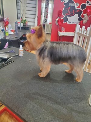 Yorkie full service grooming (scissor cut) - A scissor-cut