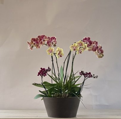 Dried and preserved flower arrangements. Fresh orchid gardens and plants - Long lasting floral arrangements. Dried and preserved plants. Bougainvillea, hydrangeas. Fresh orchids and orchid gardens.