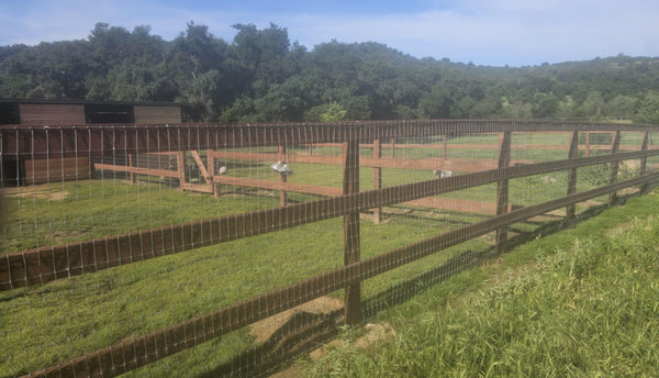 Livestock Fencing - Beautiful 3-rail ranch style with pressure treated lumber and "No Climb" wire attached to rails. Done for a Beautiful private school. Livestock Fencing - Beautiful 3-rail ranch style with pressure treated lumber and "No Climb" wire attached to rails. Done for a Beautiful private school.