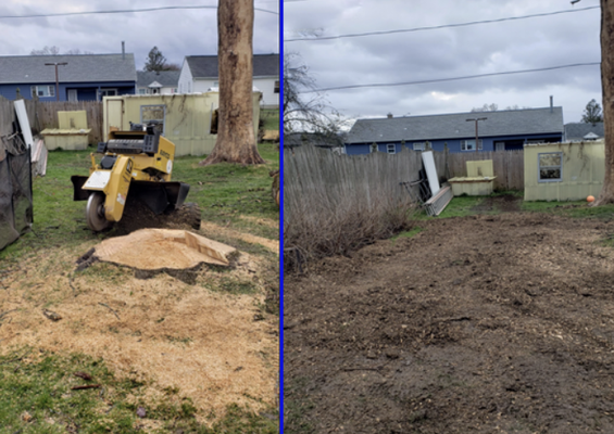 Uncover the Benefits of Our Affordable Stump Grinding Services - Act Now and Opt for Environmentally-Friendly Stump Removal
Not only does stump grinding dramatically improve the aesthetics of your property, but it also boosts safety and optimizes space. The risk of stumbling over stumps is instantly eliminated, and your land becomes a blank canvas, ready for landscaping, construction, or recreational activities. Say goodbye to sprouting stumps with our tree stump grinding service – we remove the issue from its roots, saving you the headache of regrowth.
Pests like termites and beetles are no match for our tree stump removal process. We don’t just remove the stump; we protect your plants and structures by reducing potential pest infestations. And let’s not forget the convenience that comes with easier lawn maintenance. With the stump gone, mowing becomes a breeze, and your lawn’s overall health improves.
No more manual removal or excavation – with Daily Grind Stump Bros, you get a smooth, ready-to-use space that promotes healthy growth for your other plants. Don’t let stumps steal the spotlight from your beautiful landscape. Let us help you in reclaiming the beauty and functionality of your outdoor space. Contact us today and transform your yard with the best stump grinding service in Spring Hill, TN! Uncover the Benefits of Our Affordable Stump Grinding Services - Act Now and Opt for Environmentally-Friendly Stump Removal
Not only does stump grinding dramatically improve the aesthetics of your property, but it also boosts safety and optimizes space. The risk of stumbling over stumps is instantly eliminated, and your land becomes a blank canvas, ready for landscaping, construction, or recreational activities. Say goodbye to sprouting stumps with our tree stump grinding service – we remove the issue from its roots, saving you the headache of regrowth.
Pests like termites and beetles are no match for our tree stump removal process. We don’t just remove the stump; we protect your plants and structures by reducing potential pest infestations. And let’s not forget the convenience that comes with easier lawn maintenance. With the stump gone, mowing becomes a breeze, and your lawn’s overall health improves.
No more manual removal or excavation – with Daily Grind Stump Bros, you get a smooth, ready-to-use space that promotes healthy growth for your other plants. Don’t let stumps steal the spotlight from your beautiful landscape. Let us help you in reclaiming the beauty and functionality of your outdoor space. Contact us today and transform your yard with the best stump grinding service in Spring Hill, TN!