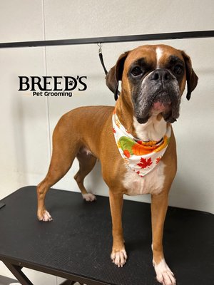Furry friend - Making your pet look great is possible if you schedule an appointment with us.
Que tu mascota luzca fabulosa es posible si agendas una cita con nosotros.
É possível dar ao seu animal de estimação um aspeto fabuloso se marcar uma consulta connosco. Furry friend - Making your pet look great is possible if you schedule an appointment with us.
Que tu mascota luzca fabulosa es posible si agendas una cita con nosotros.
É possível dar ao seu animal de estimação um aspeto fabuloso se marcar uma consulta connosco.