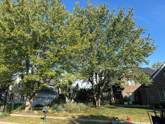 Tree Topping Project - tree topping 6 arboles grandes 5 al frente y uno atras Tree Topping Project - tree topping 6 arboles grandes 5 al frente y uno atras