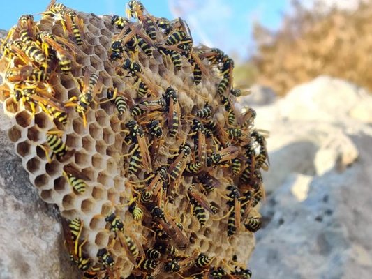 Bee Removal - All “bees” are not created equal. Bees, wasps, and hornets may look alike and belong to the same order of insects called Hymenoptera, but they are different insects. How can you tell the difference between a bee, a wasp, and a hornet? Let’s take a look!
Bees and wasps took separate evolutionary paths over 100,000,000 years ago. Bees are vegetarians, collecting pollen to feed their young, while wasps and hornets are carnivores, feeding on other insects. The main thing that they do have in common is that only females can sting. Bee Removal - All “bees” are not created equal. Bees, wasps, and hornets may look alike and belong to the same order of insects called Hymenoptera, but they are different insects. How can you tell the difference between a bee, a wasp, and a hornet? Let’s take a look!
Bees and wasps took separate evolutionary paths over 100,000,000 years ago. Bees are vegetarians, collecting pollen to feed their young, while wasps and hornets are carnivores, feeding on other insects. The main thing that they do have in common is that only females can sting.