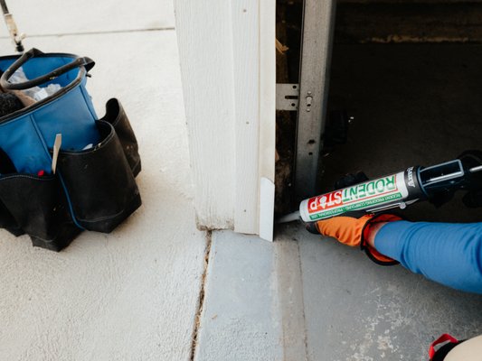 Rodent Proofing - One of the most common, and often overlooked, entry points for rodents is the garage. Mice and rats are incredibly resourceful, and it doesn’t take much for them to squeeze through small gaps or weak spots in a home’s exterior. That’s why at Wild West Pest Control, we pay special attention to these vulnerable areas.
In these photos, you’ll see Scott in action, installing rodent guards on the garage door's weather stripping and sealing the gaps beneath the corners of the garage. These small but crucial steps help block some of the most frequent access points that rodents use to get inside.
Every home is unique, and the ways rodents might try to gain entry can vary. From foundation cracks to attic vents, we tailor our approach to match the specific needs of each property. The key is thoroughness, attention to detail, and knowing where to look - and that’s exactly what we bring to every job.
If you’re in the Treasure Valley area and rodents are giving you trouble, don’t worry - you’re not alone. Scott and I are the men for the job, and we’re ready to help you defend your home with expert care and proven results.
Stay pest-free,
– Mike
Wild West Pest Control Rodent Proofing - One of the most common, and often overlooked, entry points for rodents is the garage. Mice and rats are incredibly resourceful, and it doesn’t take much for them to squeeze through small gaps or weak spots in a home’s exterior. That’s why at Wild West Pest Control, we pay special attention to these vulnerable areas.
In these photos, you’ll see Scott in action, installing rodent guards on the garage door's weather stripping and sealing the gaps beneath the corners of the garage. These small but crucial steps help block some of the most frequent access points that rodents use to get inside.
Every home is unique, and the ways rodents might try to gain entry can vary. From foundation cracks to attic vents, we tailor our approach to match the specific needs of each property. The key is thoroughness, attention to detail, and knowing where to look - and that’s exactly what we bring to every job.
If you’re in the Treasure Valley area and rodents are giving you trouble, don’t worry - you’re not alone. Scott and I are the men for the job, and we’re ready to help you defend your home with expert care and proven results.
Stay pest-free,
– Mike
Wild West Pest Control