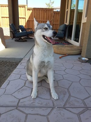 Full Home Grooming Service! Most Comfortable Space! - All fur babies are welcome! Add 510-828-2854 Full Home Grooming Service! Most Comfortable Space! - All fur babies are welcome! Add 510-828-2854