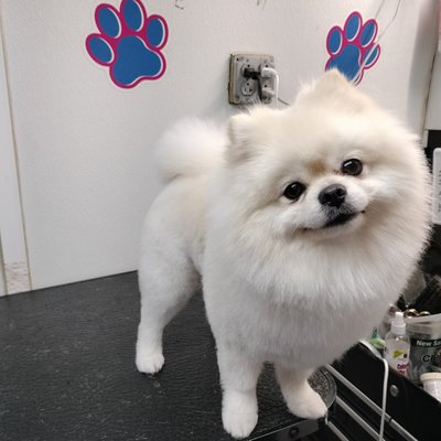 Full body haircut only scissor - Models look a scissor job on all the body Full body haircut only scissor - Models look a scissor job on all the body