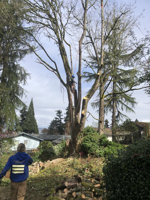 Tree removals in tree pruning in Federal Way, Washington - This was a project where we trimmed and/or removed multiple trees in Federal Way, Washington.