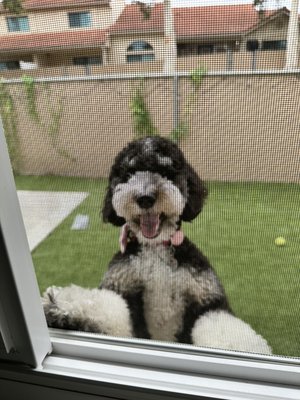 Day in the life of SoCal Doodles! - Stay up to date with us to see what it’s like in the life of our doodles! Day in the life of SoCal Doodles! - Stay up to date with us to see what it’s like in the life of our doodles!