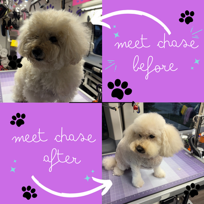 Professional Grooming: Before & After! - Pamper your pup with personalized care—mobile grooming for one dog at a time!
Call (562) 955-8113 to schedule a groom today!