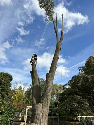 Tree removal Bel Air MD and Baltimore MD - This are two different tree removal services. One in Baltimore County in a commercial property and the other one was in Bel Air MD . Tree removal Bel Air MD and Baltimore MD - This are two different tree removal services. One in Baltimore County in a commercial property and the other one was in Bel Air MD .