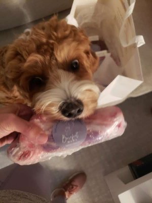 100% Natural Dog Lifestyle with Raw Dog Food and Organic Herbal Supplements - This pup is loving his new species appropriate Raw Dog Food as part of his 100% Natural Non-toxic doggie life!