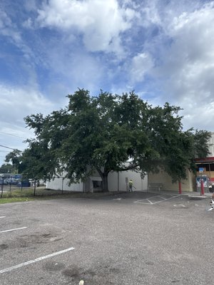 Oak Trimmed off Building - We trimmed this oak off this family dollar and raised up the canopy to allow visibility to the building as well as the encroaching limbs in the parking area. Free estimates on all properties. Residential and Commercial. Fully Insured Oak Trimmed off Building - We trimmed this oak off this family dollar and raised up the canopy to allow visibility to the building as well as the encroaching limbs in the parking area. Free estimates on all properties. Residential and Commercial. Fully Insured