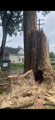 Tree Removal - Two trees removed with trained climber and done within 2 days