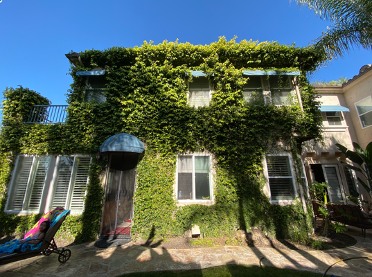Ivy Removal - A client was tired of ivy taking over their home and bringing in bugs and insects. We removed it all and left it looking very clean. Ivy Removal - A client was tired of ivy taking over their home and bringing in bugs and insects. We removed it all and left it looking very clean.