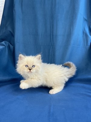 Litter `J` - Born August 26, 2023. There are 3 females and 1 male. Photos are coming. Litter `J` - Born August 26, 2023. There are 3 females and 1 male. Photos are coming.