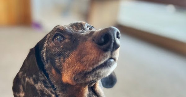 Puppy Programs (<5 months old) - We believe that the first few months of your puppy’s life are crucial for shaping their behavior and building a strong, trusting bond with you. Our Puppy Training Programs are designed to help you lay the groundwork for a well-mannered, happy, and confident adult dog. With positive reinforcement, patience, and a focus on socialization and basic obedience, we set your puppy up for success every step of the way.
Puppy Socialization Classes
Early socialization is key to helping your puppy grow into a well-adjusted adult dog. In our socialization classes, your puppy will interact with other dogs and people in a safe, controlled environment, learning how to navigate new situations with confidence and ease.
Basic Obedience Training
In our puppy obedience program, we focus on teaching essential commands like sit, stay, come, and leash walking. We use fun and positive reinforcement techniques that engage your puppy’s natural curiosity while helping them understand the rules of the household.
Crate Training & Housebreaking
We teach your puppy how to become comfortable in their crate and learn essential housebreaking skills. A structured routine and positive reinforcement will help your puppy feel secure and confident in their new home.
Bite Inhibition & Chewing Prevention
Puppies love to chew and bite, but it's important to teach them appropriate outlets early on. Our trainers help your puppy learn bite inhibition (gentle mouthing) and provide strategies to prevent destructive chewing behaviors.
Basic Manners & Impulse Control
Learning to control impulses is a big part of raising a well-mannered puppy. Our program teaches polite behaviors like waiting for permission before eating or greeting people, walking calmly on a leash, and not jumping on guests.
Optional One-on-One Sessions or In-Home
Through private sessions, you get undivided attention from our expert trainers. This allows us to focus on your puppy’s unique needs and ensure that every lesson is understood and applied effectively. In-Home lessons are subject to travel distance and availability. Puppy Programs (<5 months old) - We believe that the first few months of your puppy’s life are crucial for shaping their behavior and building a strong, trusting bond with you. Our Puppy Training Programs are designed to help you lay the groundwork for a well-mannered, happy, and confident adult dog. With positive reinforcement, patience, and a focus on socialization and basic obedience, we set your puppy up for success every step of the way.
Puppy Socialization Classes
Early socialization is key to helping your puppy grow into a well-adjusted adult dog. In our socialization classes, your puppy will interact with other dogs and people in a safe, controlled environment, learning how to navigate new situations with confidence and ease.
Basic Obedience Training
In our puppy obedience program, we focus on teaching essential commands like sit, stay, come, and leash walking. We use fun and positive reinforcement techniques that engage your puppy’s natural curiosity while helping them understand the rules of the household.
Crate Training & Housebreaking
We teach your puppy how to become comfortable in their crate and learn essential housebreaking skills. A structured routine and positive reinforcement will help your puppy feel secure and confident in their new home.
Bite Inhibition & Chewing Prevention
Puppies love to chew and bite, but it's important to teach them appropriate outlets early on. Our trainers help your puppy learn bite inhibition (gentle mouthing) and provide strategies to prevent destructive chewing behaviors.
Basic Manners & Impulse Control
Learning to control impulses is a big part of raising a well-mannered puppy. Our program teaches polite behaviors like waiting for permission before eating or greeting people, walking calmly on a leash, and not jumping on guests.
Optional One-on-One Sessions or In-Home
Through private sessions, you get undivided attention from our expert trainers. This allows us to focus on your puppy’s unique needs and ensure that every lesson is understood and applied effectively. In-Home lessons are subject to travel distance and availability.