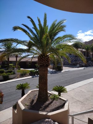 Palm Trimming - Trim palm cut off reproductive stalks, brown and green fronds. Leave only healthy fronds per palm , haul off trash and making sure site is clean , neat and pleasing before leaving . Palm Trimming - Trim palm cut off reproductive stalks, brown and green fronds. Leave only healthy fronds per palm , haul off trash and making sure site is clean , neat and pleasing before leaving .