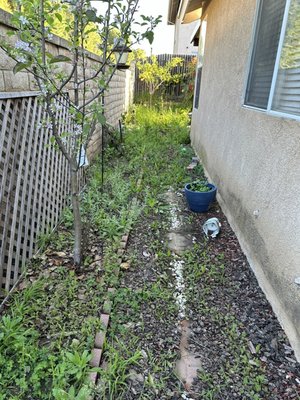 Yard weeds clean up - This yard clean up was a bit rough because there was rocks and wood chips in the ground plus the soil was very wet making weeds hard to pull Yard weeds clean up - This yard clean up was a bit rough because there was rocks and wood chips in the ground plus the soil was very wet making weeds hard to pull