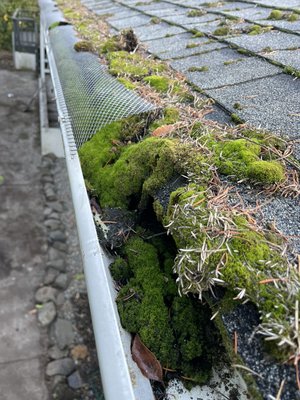 Moth and leaf removal out of gutters - Just a day service cleaning gutters!!! Moth and leaf removal out of gutters - Just a day service cleaning gutters!!!