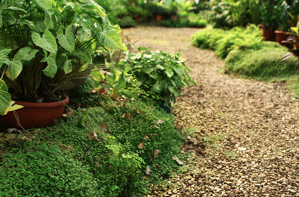 Lawn Care - Fertilization, Insect & Fungus Management, Aerations, & Resod Services Lawn Care - Fertilization, Insect & Fungus Management, Aerations, & Resod Services
