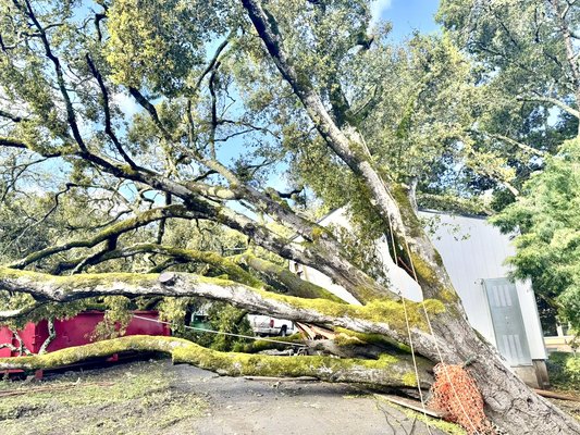 Tree removal in Redwood City. - This was an emergency tree removal. Job was done in Emerald Hills, Redwood City.