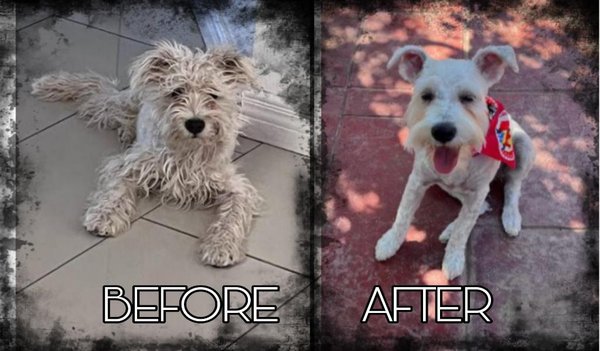 Very important paws 1550 Hawkins - We offer boarding/pet sitting/ haircut/bath/deshed/nails/teeth full service Very important paws 1550 Hawkins - We offer boarding/pet sitting/ haircut/bath/deshed/nails/teeth full service