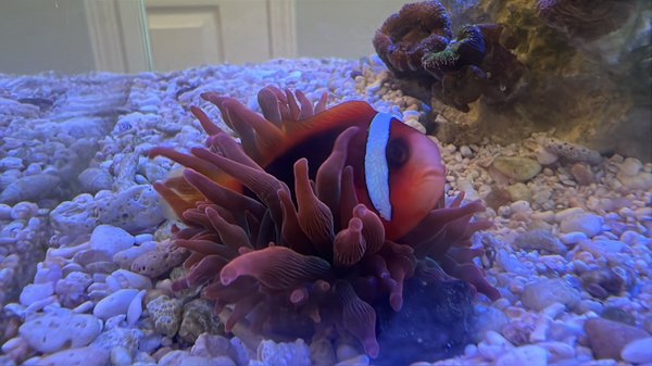 Clownfish and anemone intorduction - A client of ours wanted the most incredible relationship in the ocean, a clown and anemone pair! This clownfish (Bert) is beaming with joy in his new home!