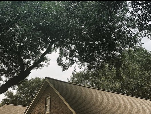 Tree Limb Removal - Protect your ROOF from overgrown limbs